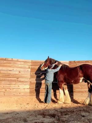 Moose or horse? 😂 #clydesdale #bigdawg 