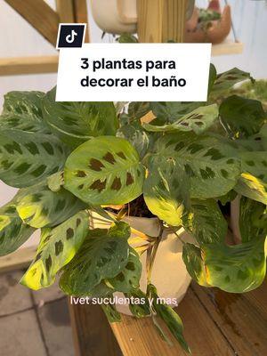 3 Plantas para decorar el baño #plantasdeinterior #plantas #ivetsuculentasymas #zamioculcaszamiifolia 