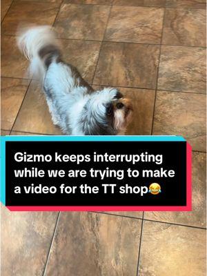 #gizmo #lifeofashihtzu #gizzytheshihzy #pooochacho #shihtzu #shihtzus #shihtzusoftiktok #dog #dogs #dogsoftiktok #vacuum #vacuumcleaner #scaredofthevacuum #fyp #foryou #foryoupage @Cece 🫰🏼💜💜 @gizzytheshihzy 