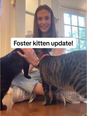 I do believe we’re almost to the end of their fostering journey which is soooo bittersweet #coopkitty #coopkittyfosters 