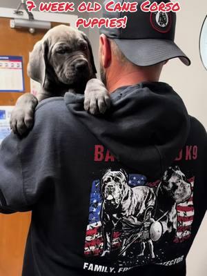 Import line Cane Corso puppies! AKC, Avid ID chips, health tested parents, 2 year guarantee on hips and health. See website for details on parents  battlefieldk9.com #canecorsoitalianomastiff #canecorso #puppies #canecorsopuppies #dogsoftiktok #showline #2025 #canecorsomastiff 