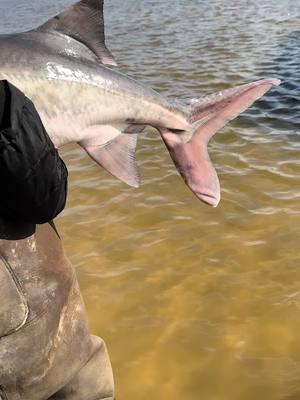 Crazy looking fish! #spoonbill #fyp #oklahoma #fishing 