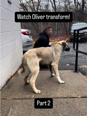 😀 Watch Oliver transform! He was fairly shut down and was resorting to remaining still, aka, “freeze.” It’s one of the defense mechanisms.  🙏 Fortunately, this Anatolian Shepherd would follow me. A fearful dog like Oliver needs distance, hence the extended leash setup. We also avoided making eye contact with him.  💪 Little by little, Oliver started walking closer. Embodiment of stability through SILENT communication is key. Movement speaks volumes.  Yes, feeding at appropriate moments is also important.  🤐 Remember, reassurance, as typically understood by humans, is TOXIC to dogs! 🚫“It’s ok… it’s ok” 🚫 🤐🤐🤐🤐🤐🤐🤐🤐🤐🤐🤐            SHUT UP, please.  😀 We moved together. Kind decisions were patiently made for Oliver, and he survived, therefore building trust. He went into his foster home @Brick City Rescue where he will continue to be loved and respected.  We’re so grateful to have been a part of Oliver’s story and to have brought him benevolent leadership.  #anatolianshepherd #livestockguardiandog #fearfuldog #shelterdogs #shelterdogsrock #rescuedog #adoptdontshop #adoptorshopresponsibly #dogrehabilitation #DogTraining #germanshepherd #germanshepherdsoftiktok #doglovers #dogtrainer #dogloverforever #dogloversclub #dogbehavior #doglife #obediancetraining #dogtrainingadvice #dogtrainingtips #bergencounty #bergencountynj