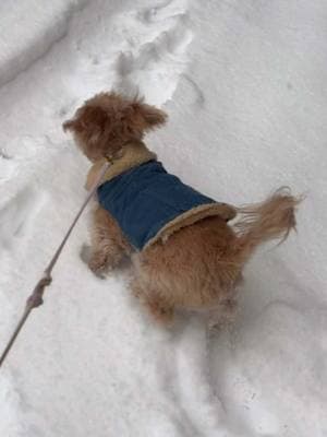 Jugando en la nieve🐶❄️ #dogs #dogsoftiktok #perros #perrostiktokers #cockapoo #cockapoosoftiktoks #cockapoosoftiktoks #cockapoolove #poodle #poodlesoftiktok #perrostiktok #perrostiktokers 