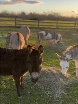 A feel good song paired with some feel good clips of the herd 🫏🤍  #thedrunkenburroherd #minidonkeys #miniherd #minifarm #donkeys #sunsetviews #farmtok #farmlife #raisingdonkeys 