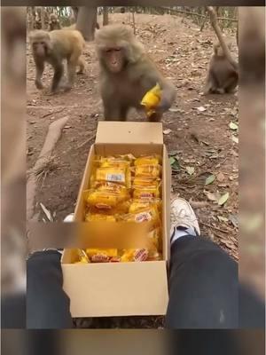 Wow amazing 😂 #monkey #monkeycute 