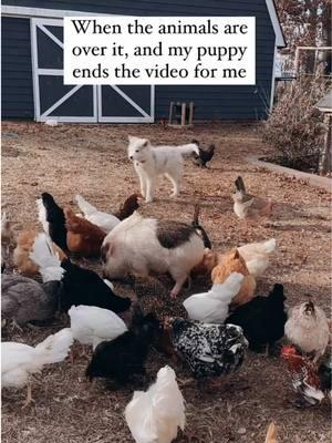 Ok, I can take a hint—no more pictures or videos today! #animalsoftiktok #PetsOfTikTok #animallover . . . . .  . #ourlittlecoop #nature #silkies #dogs #puppies #malamuteaussie #silkiechicken #farmhouse #crazychickens #fresheggs #farmfresh #chickenlove  #backyardchickens #chickensoftiktok #hatchingchicks #fertileeggs #smallfarm #homestead #homesteading #hatchingeggs #farmlife #farmanimals #homesteadinglife #homesteadlife #minipigs #goats #nigeriandwarfs #ducks #ducksoftiktok