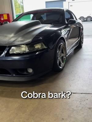 Am I doing this trend right? #trend #cobra #eaton #supercharger #whine #ugh #glorilla #mustang #svtcobra 