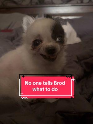 #teacupchihuahua #chihuahuastiktok #fyp #viralvideo #brodie #bossbaby #thuglife #tinydogsoftiktok #dogsoftiktok 