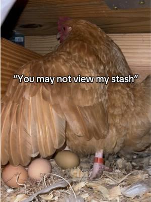 A few things… This was almost 10pm (they normally lay morning/ early afternoon), she hadn’t been laying for awhile (they normally stop/slow production in winter), she had been grumbling at the view of other chickens for 10+ minutes, and I thought she stood because I was reaching under her. A long list of coincidences to not realize she was laying an egg… whoops 🙃  - - - #eth#ethelh#etheltokh#ethelthechickent#motherhoodt#motherhoodjourneyi#chickeni#chickensi#chickensoftiktokp#fypt#cuted#sadt#interestingu#educationu#educationala#learnr#farmanimalsr#farma#sharet#cuteanimalso#broodyo#broodyhent#hatchingt#hatchingeggst#hatchdaync#incubatori#chickentoka#sharek#likem#commentk#jokem#comedyu#laughobsbitching  #layinghens 