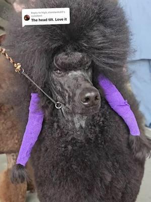 Replying to @high_standards85 we do love a good head tilt round these parts.  #dog #headtilt #pet #cute #funny #cutevideo #funnyvideo #poodle #standardpoodle #showdog #dogshow #akc #fancy 