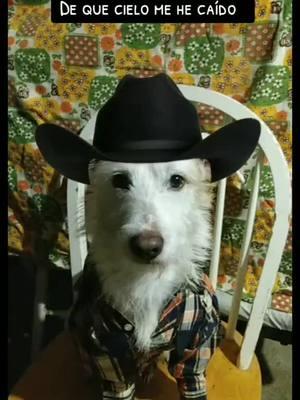 Reynaldo superguapo 😎 #losperritiños #dog #dogvideo #perros #perritos #dogtiktoker #dogsoftiktok #perritoslindos 