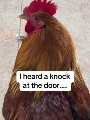 I had a visitor knock on my door… 🚪🐔 🤣  . #farmlifeisthebestlife  #babybarndo   #barndominiumliving   #homesteadinglife   #homesteadlifeinthemaking   #homesteadingtiktok   #sustainableliving  #livingauthentically  #heirloom  #heritagebreeds  #heritagebreedchickens  #simpleluxury  #permaculturelife  #seasonalliving  #rewilding  #wildrootsmagick  #wheeloftheyear                    