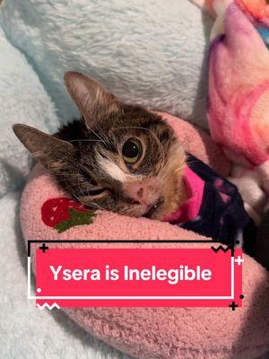 So sorry every ysera is not elegible for americas favorrite pet because she won last time. Anyone who did donate with real money will be refunded by the americas fav pet peoples. ysera #yseratok #kitten #cute #specialcat #catsoftiktok #kitty #goodmorningysera #catsofinstagram #catsoffacebook #ndd #neurodegenerativedisease #yserasarmy #americasfavoritepet #americasfavoritepet2025 #afp 