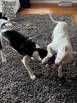 #packlife #family #unconditionallove #dogs #pittbullsoftiktok #rescuedogs #eustonsjourney #cutedogvideo #dogmomlife #adoptdontshop #shelterdog #lifeafterrescue 