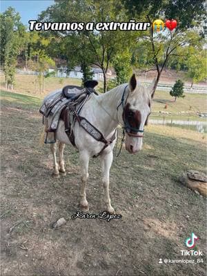 Para las personas que estuvieron ayer en mi Live, lastimosamente nuestro caballo fantasma ya no está con nosotros 😭💔 #kansascity #caballos #vuelaalto #rip 