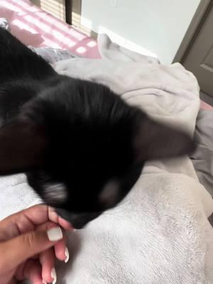 🌑_🌑 #fyp #fypシ゚viral #viral #blackcatsoftiktok #catsoftiktok #eepy #evilkitty 