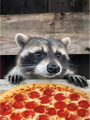 Replying to @Drake Murphy Hello from your friendly neighborhood Trash Panda! 🦝 #raccoon #raccoonsoftiktok #trashpanda #trash #pizza #food #rufus #vo #dub #talkinganimals