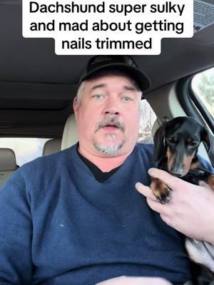 Dachshund gets mad about getting toenails trimmed #dachshundlife #wienerdog #dachshund #wildideaswithbrian #dogs 