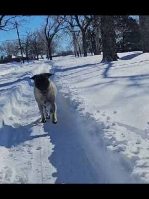 My man made our driveway into a #racetrack track for the #puppies  Ready. set. go. are you ready for it? #fypシ゚viral #racing #race #track #snow #winter #babypug #dog #dogs #pug #puglife #fyp #foryoupage #puppytiktok #dogsoftiktok #pugsoftiktok #pugs #pug #puppies #puppy #fyp @Jose Enciso @Kim Scherer Dessens @🍦☘️ Thủy Thủ Mặt Trăng ☘️🍦 