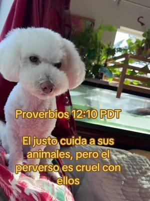 Proverbios 12:10 PDT El justo cuida a sus animales, pero el perverso es cruel con ellos#fhy #fhyp #joyasanel #rubio 