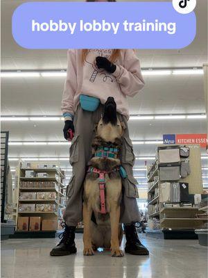 did some fun little training at hobby lobby after my doctors appointment #wildcaughtkipper #kipperthedog #kipper #servicedog #sdit #servicedogintraining #multipurposeservicedog #cardiacalert #cardiacalertdog #cardiacalertservicedog #psychiactricservicedog #psd #germanshepherddog #gsd #germanshepherd #workingline #wlgsd #workinglinegermanshepherd #workingdog #workingdogs #sportdog #bitesports #bitesportdog #bitework #dogbite #bitedog #psa #mondio #mondioring #pots #eds #heds 