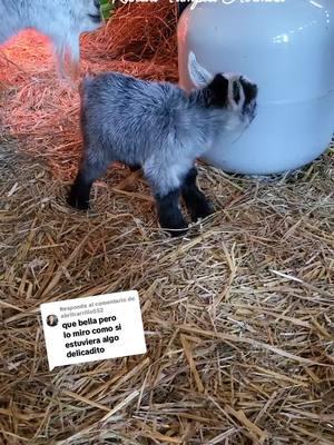 Respuesta a @abrilcarrillo552 afortunadamente se ve Progreso de el y de su mami 😍#fy #foryoupage #ranchoviral #animales #ranchotampicohermosomadisonga #ranchoelzacatecanomadisonga #gilbertona❤️🐐 #minigoat #nigeriandwarfgoats 