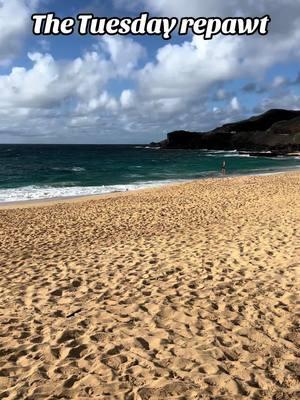 1/7/25 Tuesday morning repawt. Strong South west Kona winds blowing out the spot with 20+ mph onshore winds. Very poor conditions for surf. Great day for relaxing in the sun however. Get out there and get it🤙 #sandys #sandybeach #oahu #hawaii #saferbeachesdowndaroad 