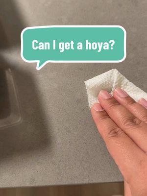 Can I get a hoyaaa?🥺 #fyp #viral #canigetahoya #hoya #comedy 