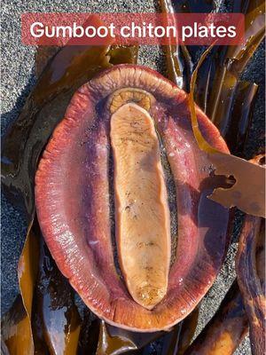 Chiton plates are some of my favorite shells to find on the beach! Have you ever seen one? 🤓 #chiton #gumboot #gumbootchiton #shell #shells #beachcombing #beachcomb #mollusk #foryoupage 