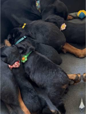 Cuteness overload 🥹 #foryoupage #foryou #rottweiler #dogsoftiktok #rottweilerpuppy #puppy #Love 