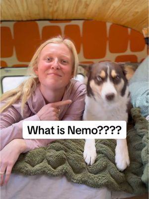 THE TIME HAS OFFICIALLY COME!!!!  We have waited a long time for this day and we finally get to find out who Nemo is!!! And how old she is?! We are using the @Embark Dog DNA Test !! Thanks Santa :)  Nemo has walked across the country twice and hiked the Colorado trail so we are very interested to see what she’s made up of to make her such a beast!!  What are your guesses?!  #rescuedog #dogdnatest #embark #huskymix #rescuedogs #fulltimetravel