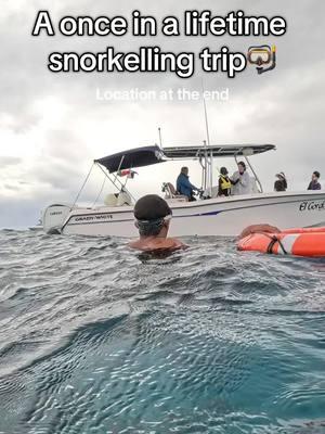 Snorkelling in Cozumel🤿 #snorkelling #snorkel #cozumel #mexico 