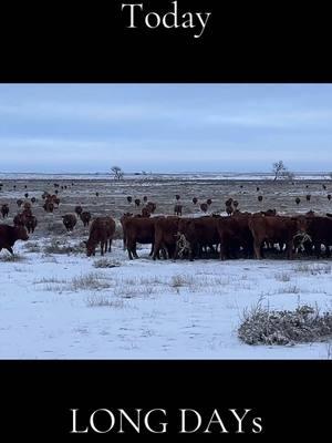 #mountainhcattle #cattle #rancher #feedcattle #winter #colorado #ice #snow #cattlefeed #supper #eggsandwich #beef #dwarffeed #graze #grazingcattle 