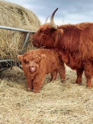 Sweet baby #millcreekfarmstn #cookevilletennessee #tennessee #foryoupage #fyp #highlandcattle #cowsoftiktok #bull #highlandcow #morganwallen #hay 