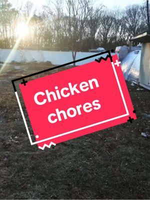 Let’s do some chicken chores. We are recovering from the stomach virus, so this was a TASK. #chickens #chickenchores #homestead #chickensoftiktok #eggs #chickencoop #chores #osmopocket3 