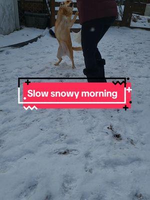 Snowy mornings hit different ❄️ Just me, my five furry besties, and the quiet beauty of winter. 🐾✨ #SlowLiving #CozyVlog #LifeWithDogs #winterwithdogs #dogsoftiktok #dogmomaf #pawrents #packlife 