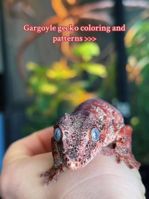 #gargoylegecko #gargoylegeckosoftiktok #geckotok #geckobreeder #geckomom #rhacodactylusauriculatus #reptilesoftiktok #reptilekeeper #reptilemom #reptilebreeder #exoticpets #exoticpetsoftiktok #cute #cutepet #cutereptiles #cutegecko #fyp 