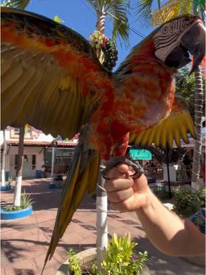 Turisteando nos encontramos con guacamaya 🦜 #parati #fyp #birds #guacamaya #turisteando 