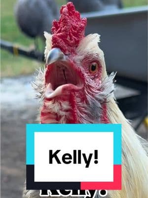 Frankie calling for #kelly #rooster #chicken #memesdaily #funnyanimals #chickensoftiktok #chickenhappyhour  