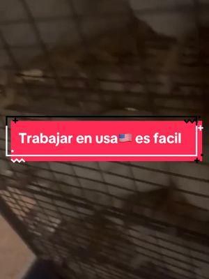 #muchasgallinas #gallinas #galponesindustriales #galpones #pollos🐥 #huevos #trabajoenestadosunidos🇺🇲 #trabajarenelextranjero #esduro #trabajoduro💪 #sueñoamericano #aqui #estadosunidos🇺🇸 