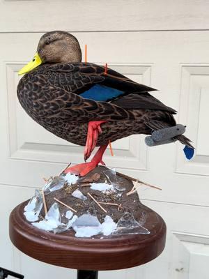 Beautiful Mottled duck. 🦆 #taxidermy #artist #fypシ゚viral #waterfowl #taxidermist #foryou #mottledduck #drake 