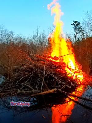 Blazing Hott Fire!! || Beaver Dam Removal! #beaverdamremoval #beaverdam #gatorcreek #beaverdamswamp #burning #fire #burn #damremoval #beavers #dam #drain #draining #water #unclogging #terrellspivey #fypシ゚ #foryoupageシ #foryou #viralreels #viralvideo #foryoupageofficiall #fyp #fyppppppppppppppppppppppp #tiktok #tiktokreels #shorts #tiktokvideos #viraltiktokvideo