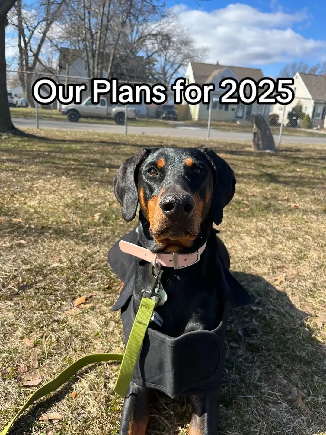 So many things in the works. Instead of posting goals (I may still do this) I decided to just post what I want to do in general this year 💗 #willowtheservicedobie #doberman #dobermans_of_tiktok #dogsoftiktok 