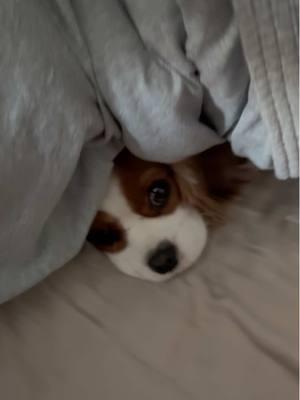 One of the highlights of everyday: lifting the covers to this little angel 🐾♥️ #kingcharlescavalier #puppytiktok #kingcharles #puppiesoftiktok #winston #doggie #fyp #dogvideos #cavalier #dogvideo #puppylove #puppytok #puppies #dogvoiceover #dayinmylife #dayinthelife #foryoupage #foryourpage #dogvoiceovers #dogsoftiktok  #dallasdogs #spoiled #dallasdogs #dogsofdallas #blowthisuptiktok 