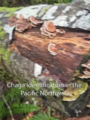 If you follow mushroom identification forums you'll understand. probably the most misidentified mushroom out there.#chaga #inonotus #medicinalmushroom 