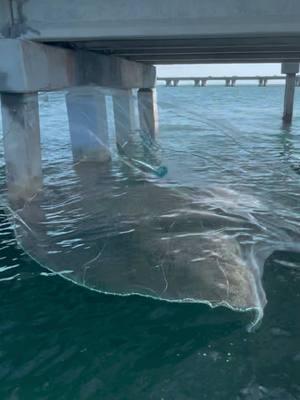 Catching hundreds of baitfish at skyway fishing pier. On the boat and from the actual pier. #castnet #netfishing #baitfish #netfishing #skywayfishingpier #net 