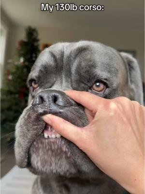 Don’t scare him please 🥺 #canecorso #dogtok #fypシ゚viral #puppy #puppydogs #onepiece 