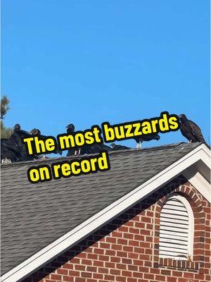 Have you ever seen this many buzzards in one place? #buzzards #birds #lawnanswers #thomasfamilylandscaping #mindblowing 