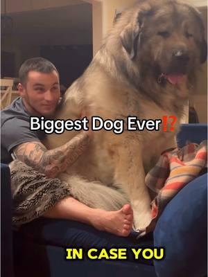 Caucasian Shepherds 😍🔥 I want one 🙌🏾 #fyp #viralvideo #caucasian #caucasianshepherd #massive  #dogsoftiktok #dog #patented #contentcreator #foryoupage #share 